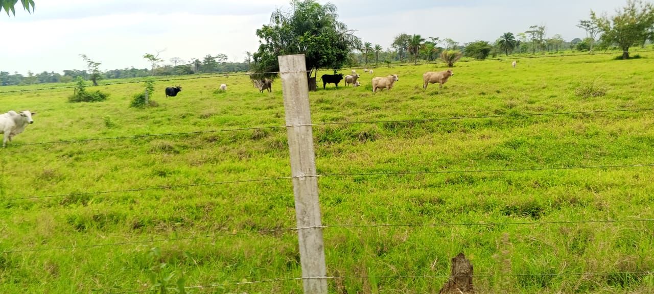 LLANO.jpeg