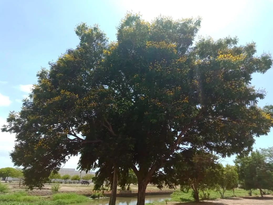 parque A (6).jpeg