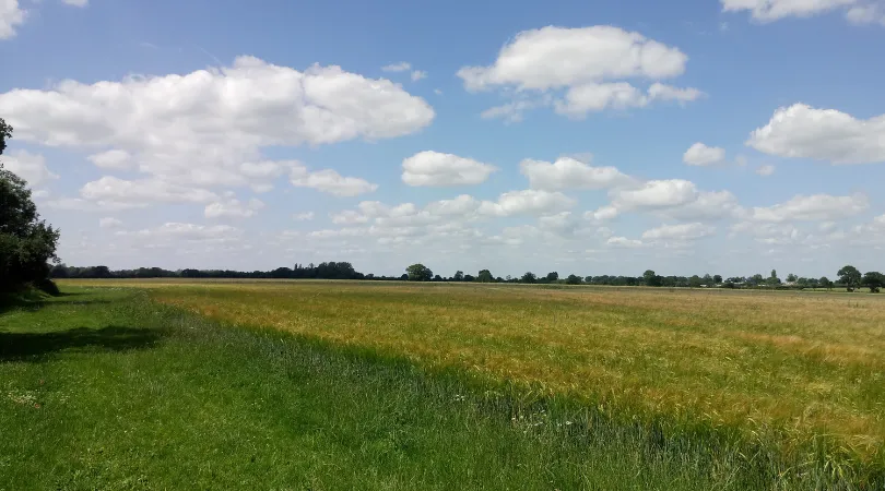 landscape1.png