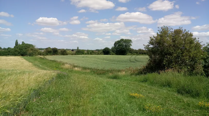 landscape3.png