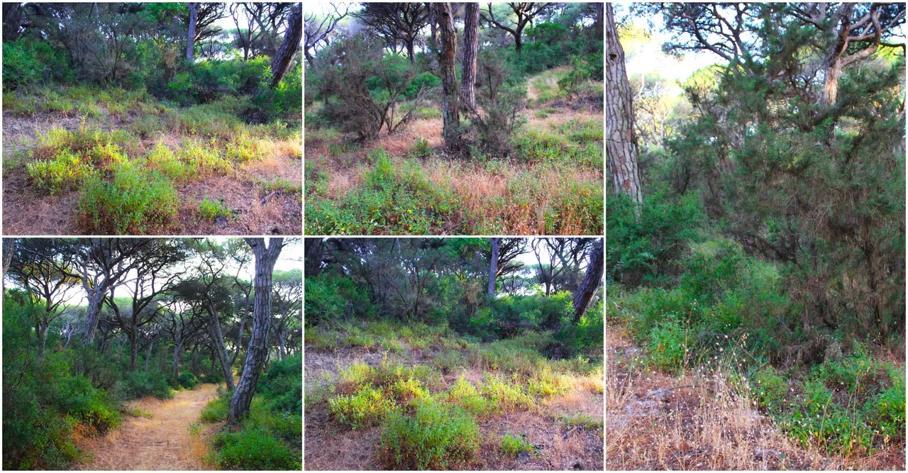 BeFunky-collage - 2025-07-23T193215.909.jpg