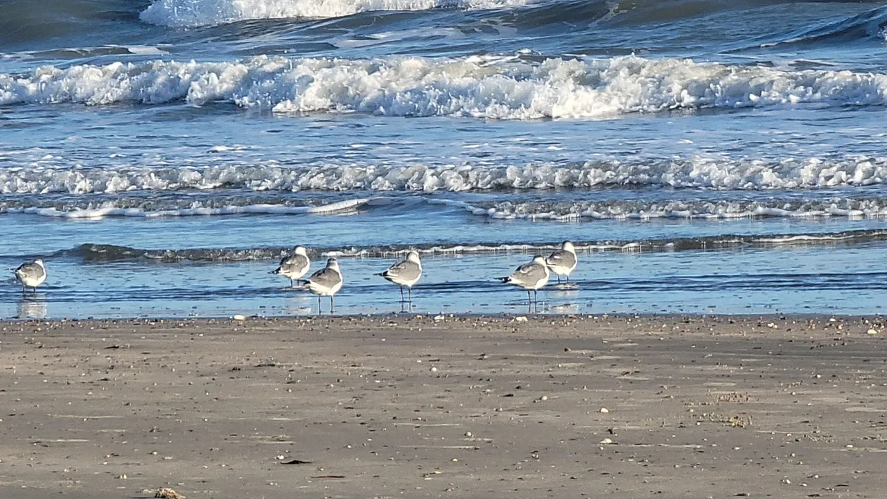 sea gulls.jpg