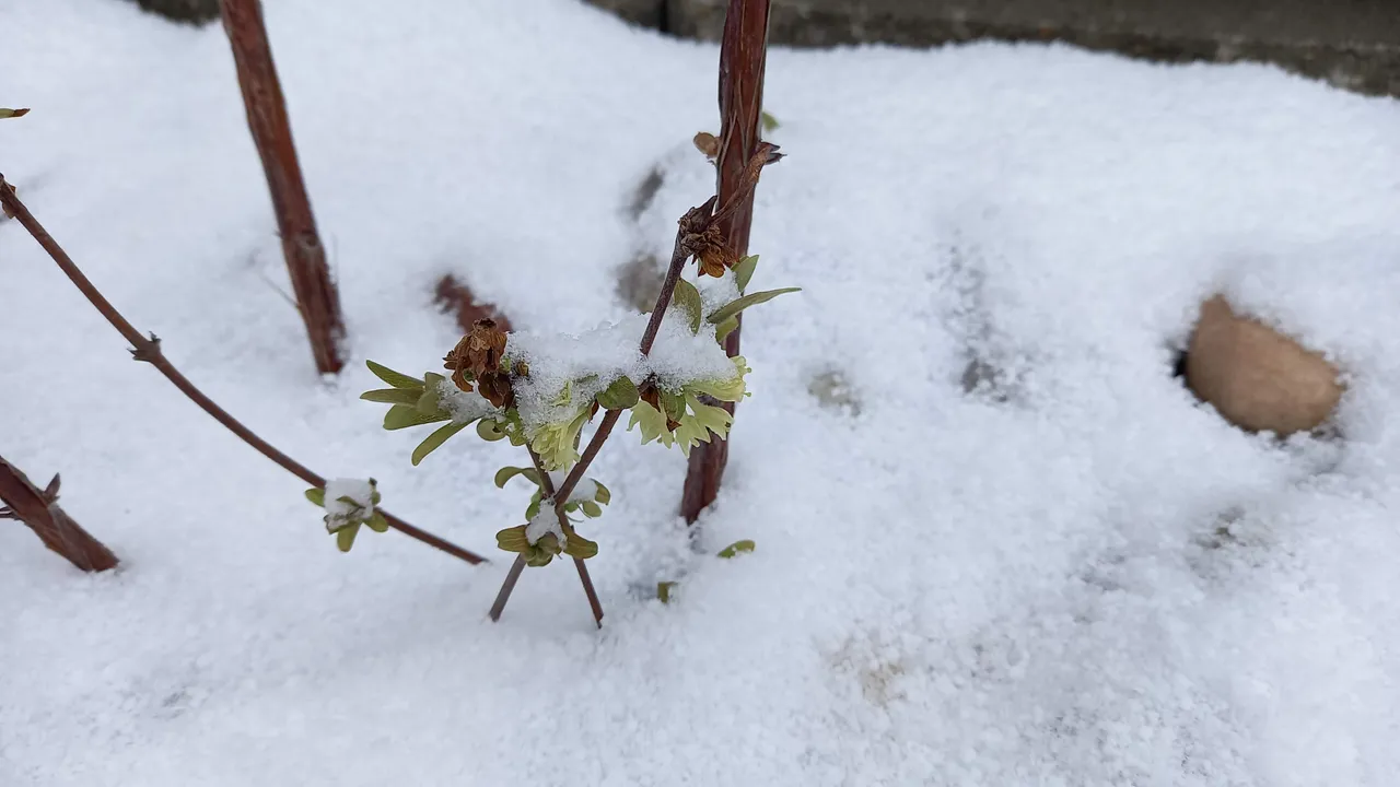 Flowering honeyberry being snowed in