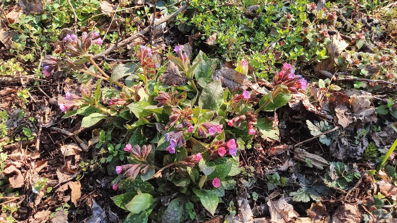 Pulmonaria officinalis