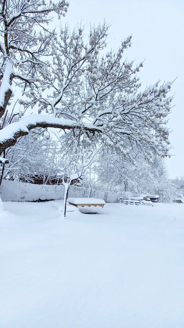 The large ash tree with the bed-swing in winter. Actually first day of spring, but yeah...