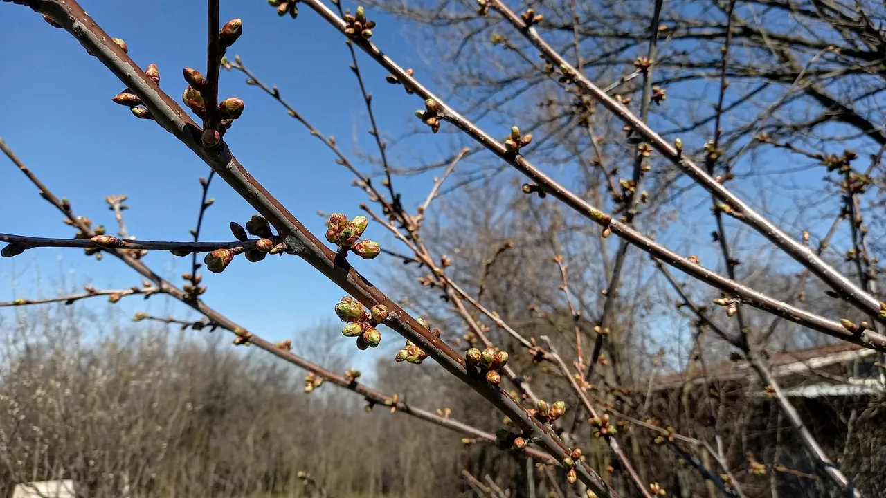 Future cherries!