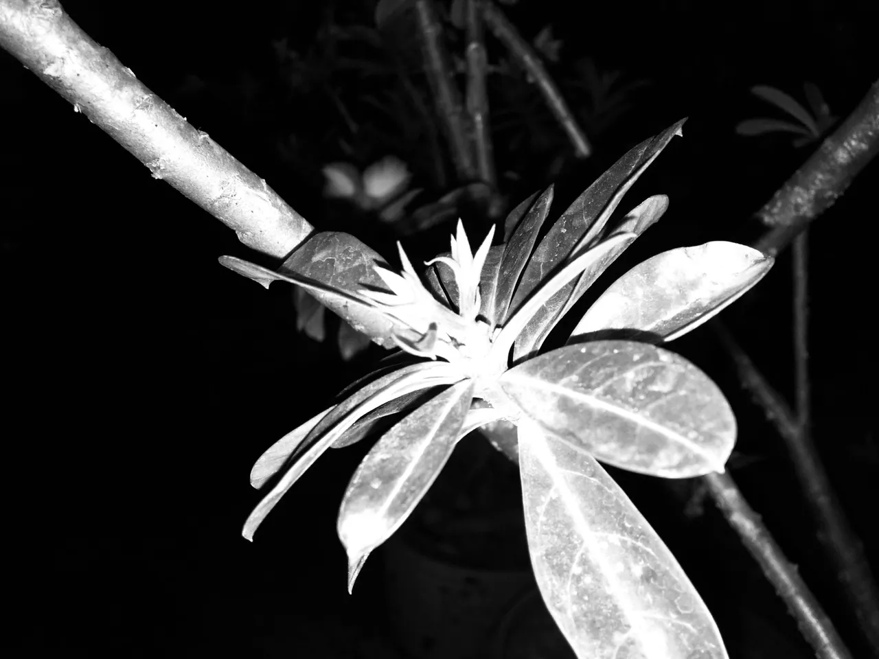 IMG-6255.jpg