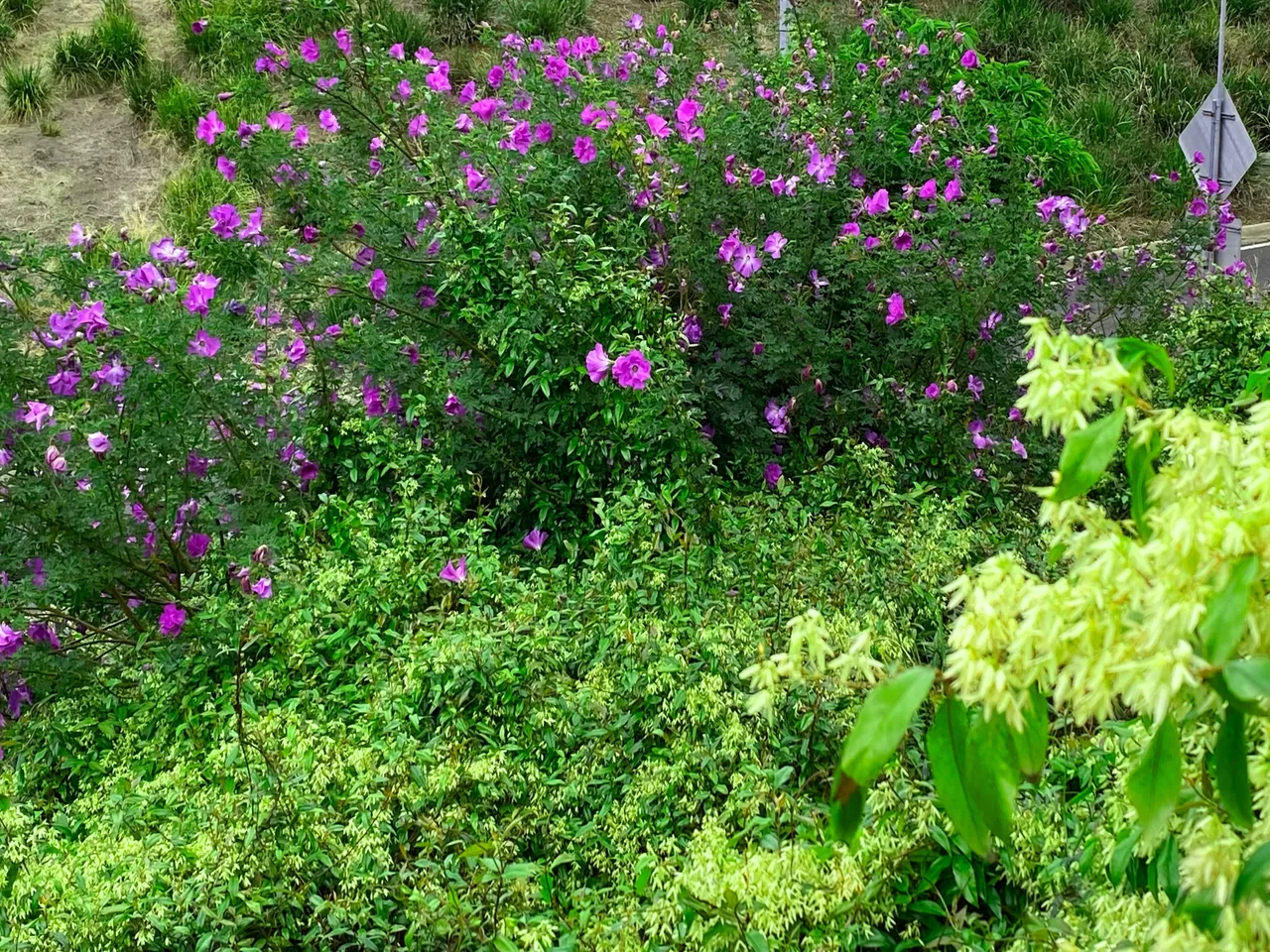 PURPLE FLOWERS.png