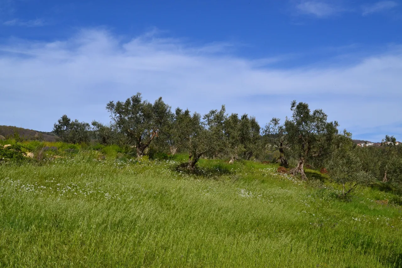 43 olive trees and meadows near Guardia.JPG