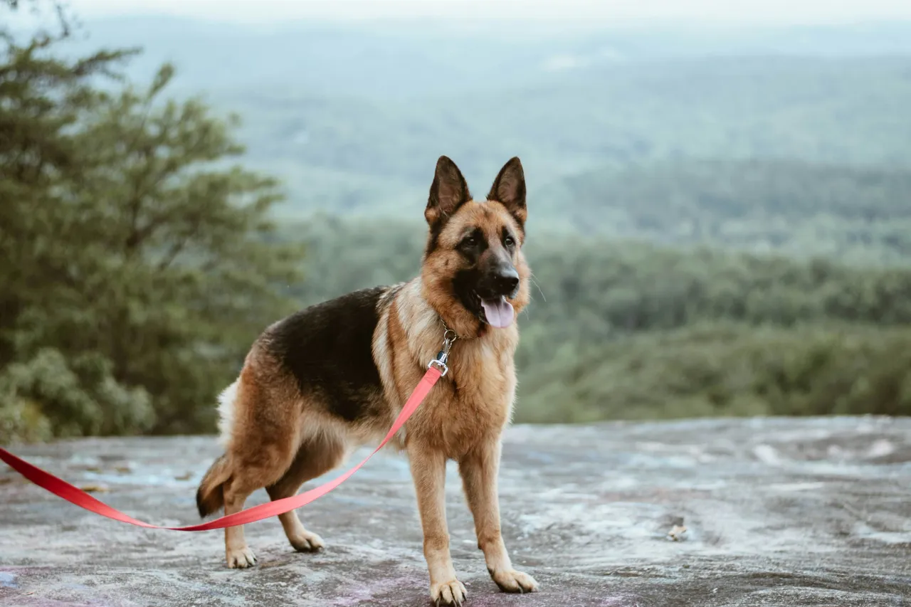katelyn-macmillan-bvMUtFN0mIE-unsplash.jpg