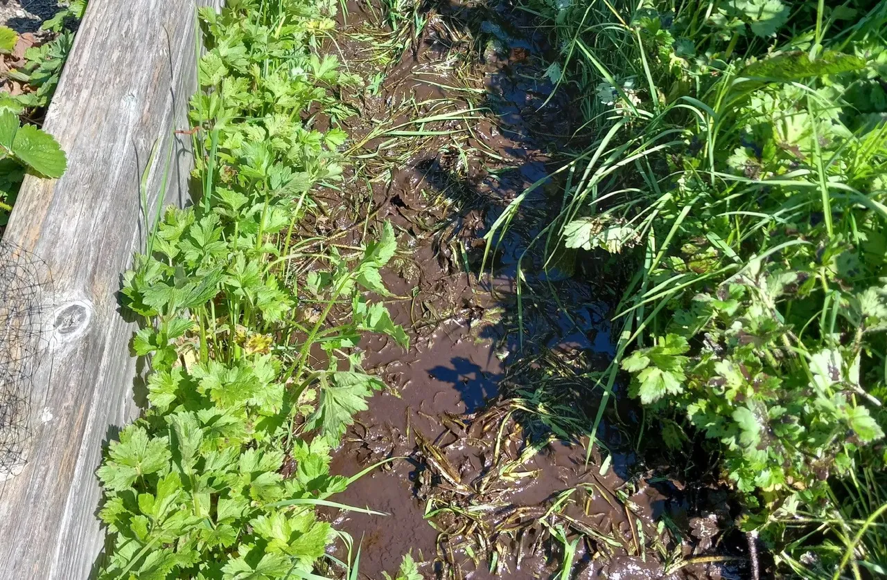 CT0354-MudPies2.jpg