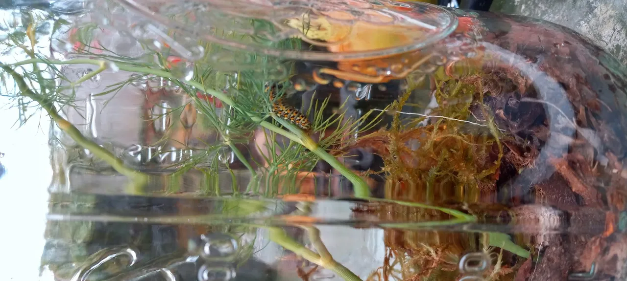 jar caterpillar.jpg
