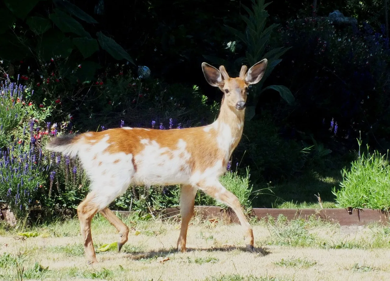 CCCS045-Deer.jpg