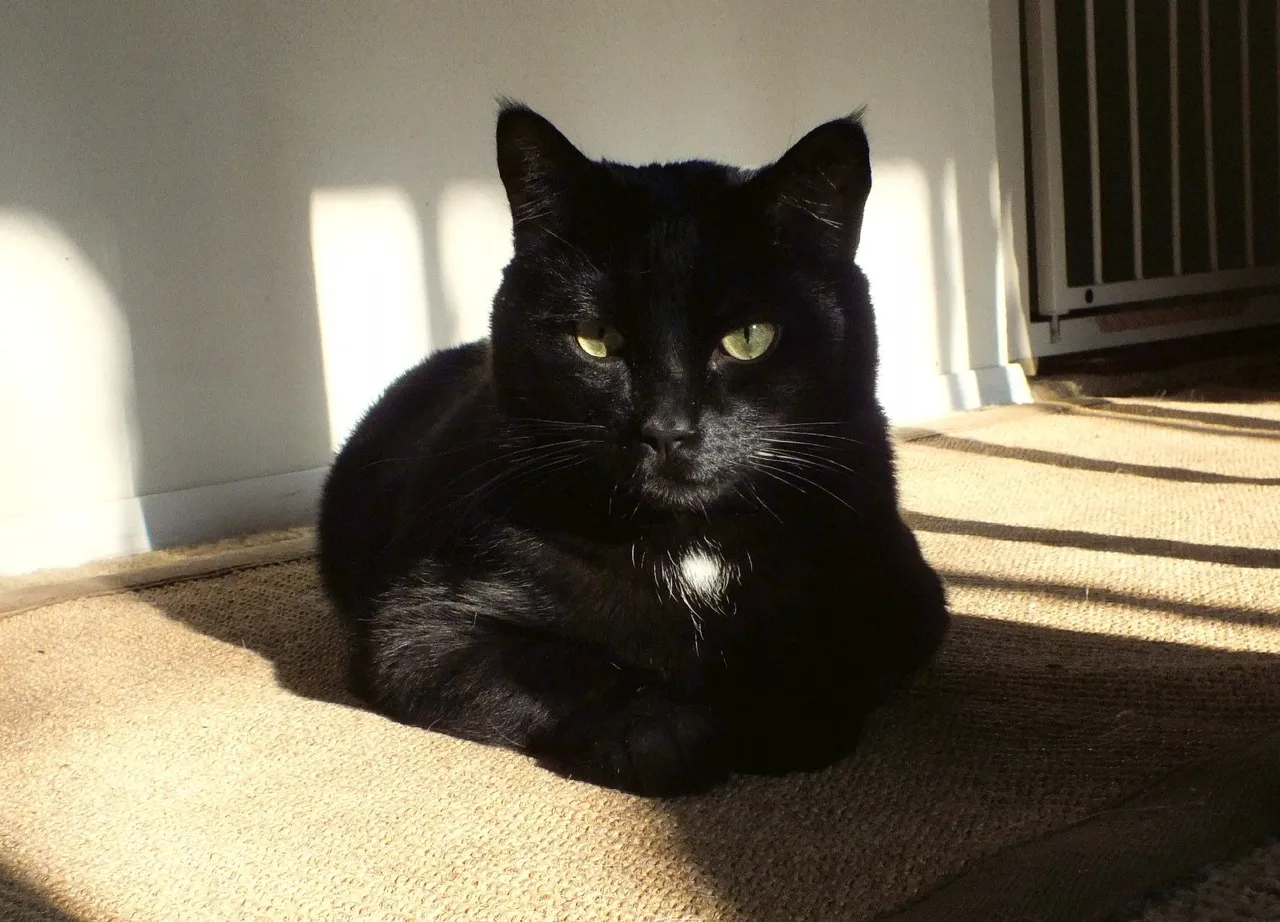 CC0014-SunCat1.jpg