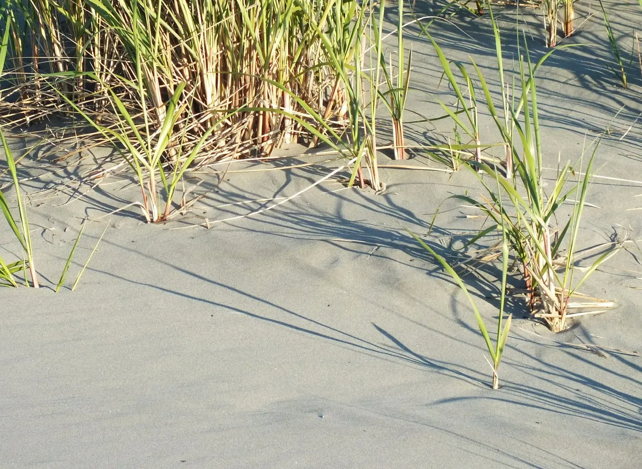 CCP-164-SeaGrass.JPG