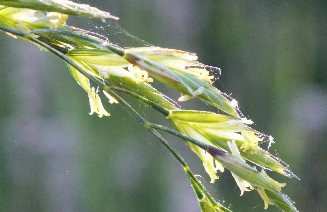 1123-Grass.jpg