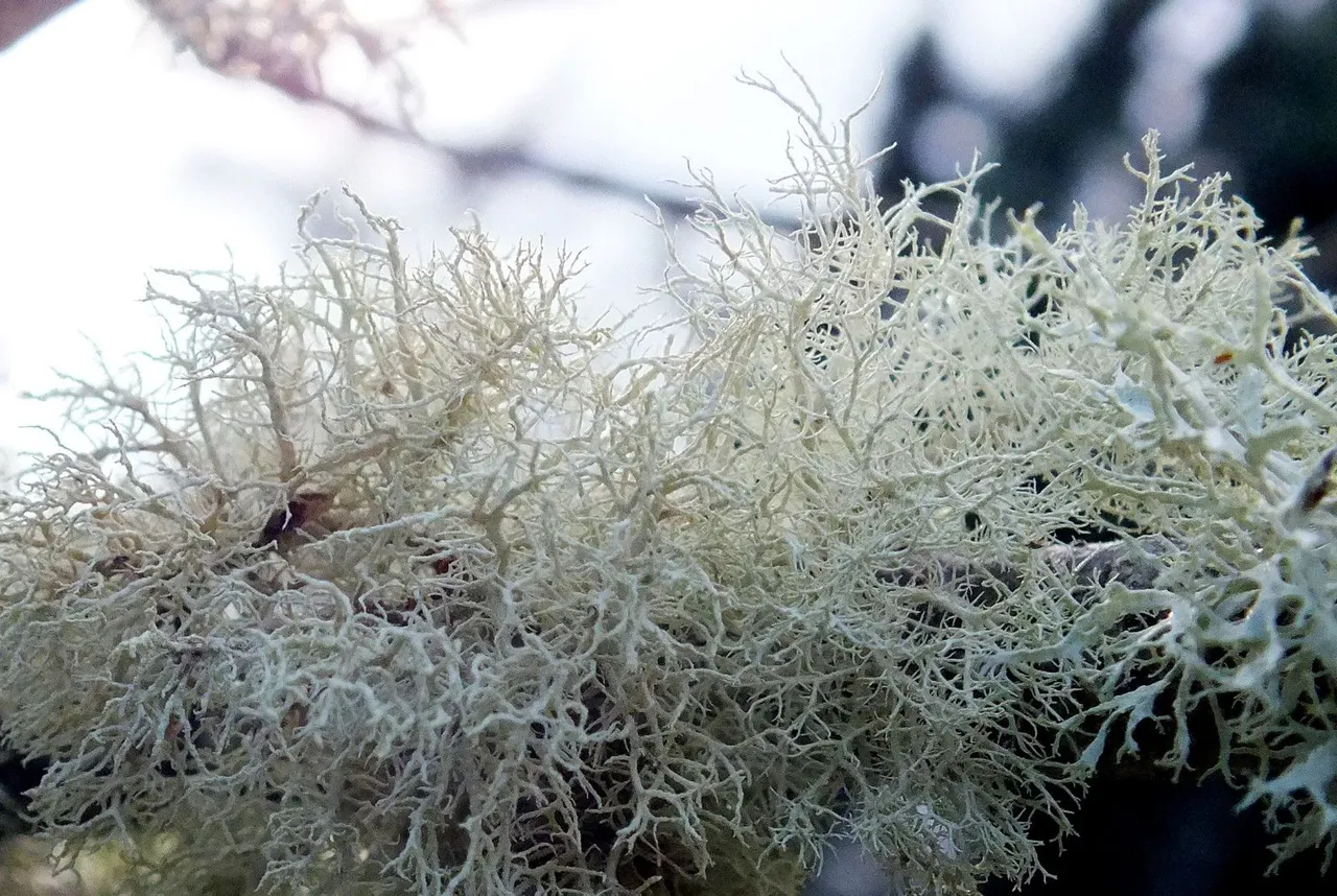 CCP-201-Lichen.JPG