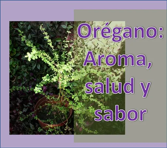 Orégano. Esp.jpg