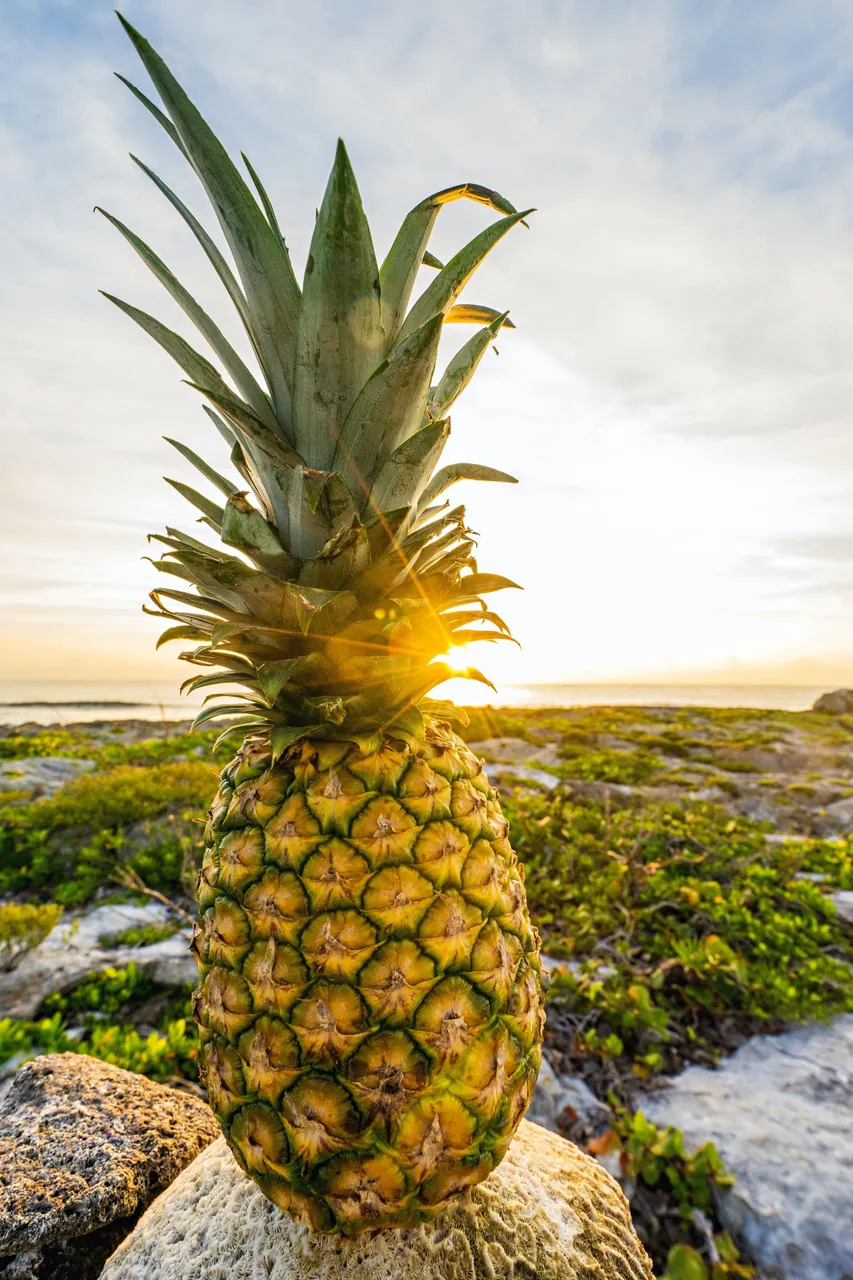 pexels-pineapple-supply-co-137119.jpg