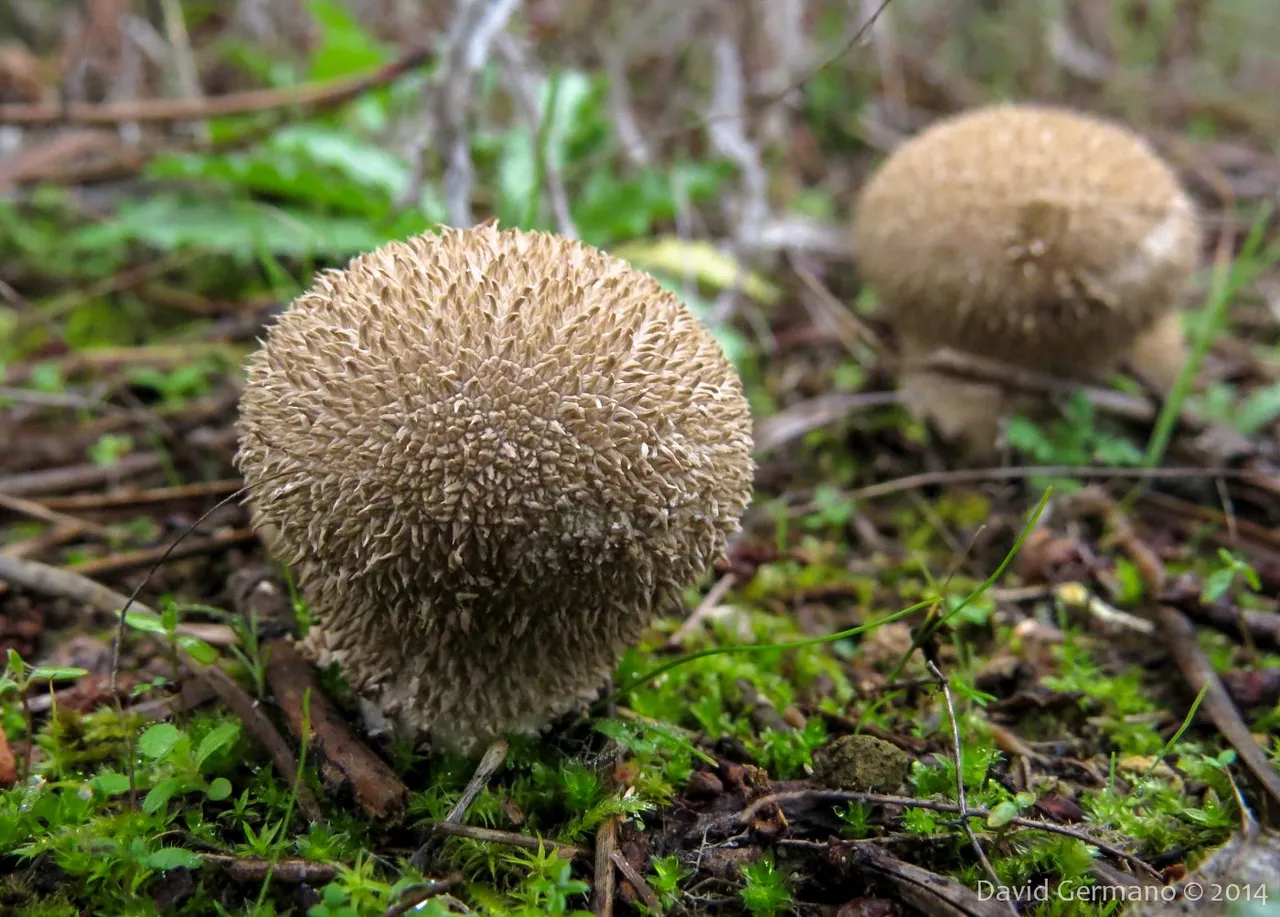 Lycoperdon echinatum.jpg