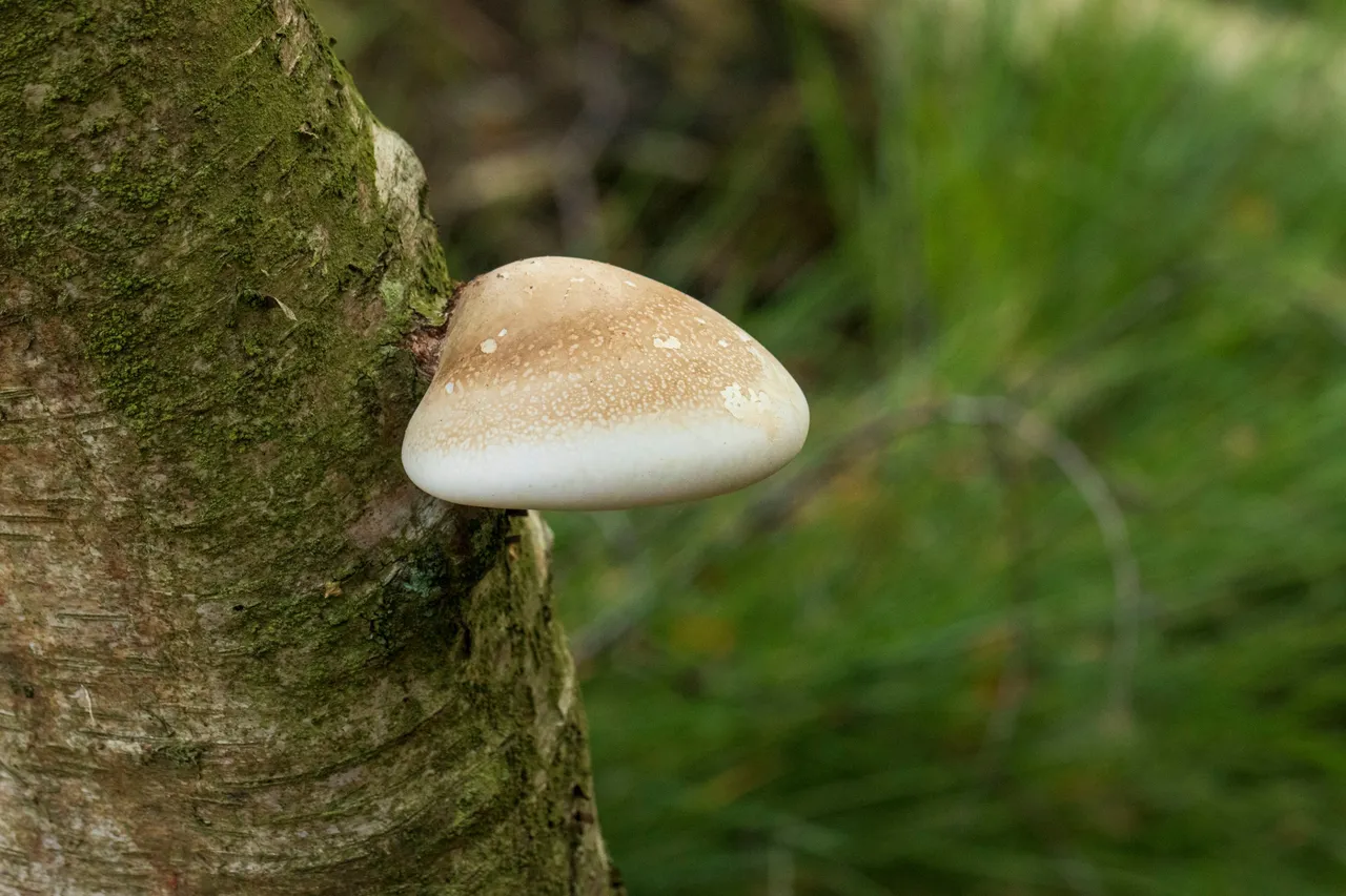 16th September 2020 _Birch Polypore _Linwood warren _0002.jpg