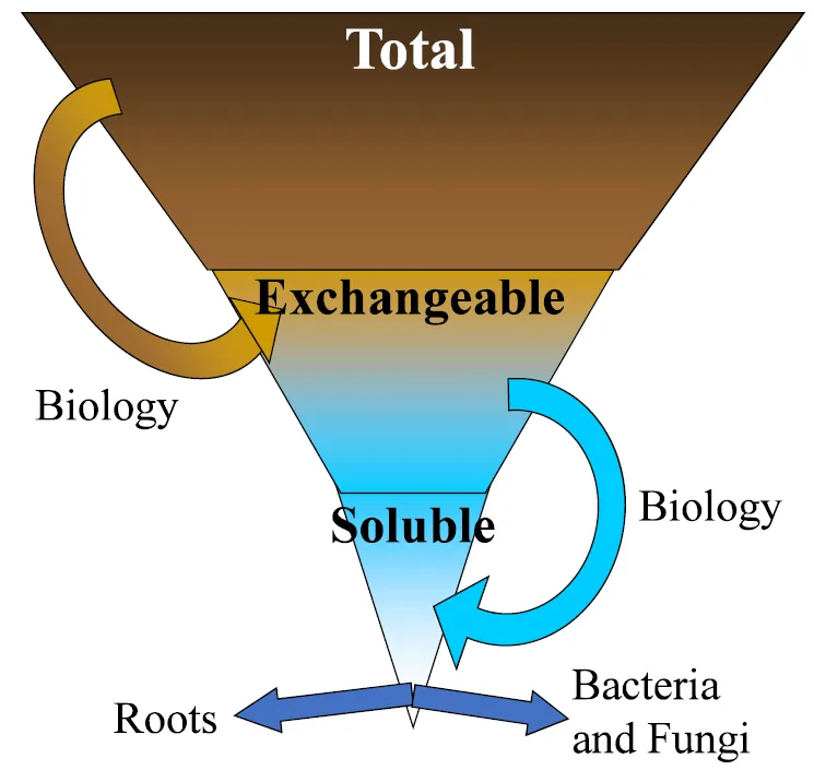 soil nut pools.png