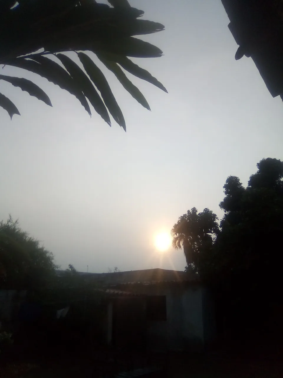IMG_20240419_070347.jpg