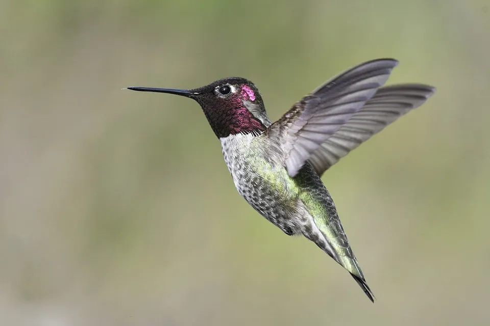 annas-hummingbird-6146187_960_720.jpg