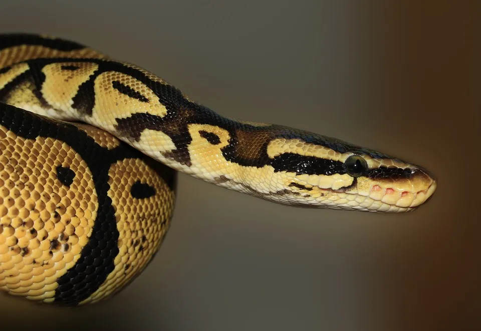 snake-419043_960_720.jpg