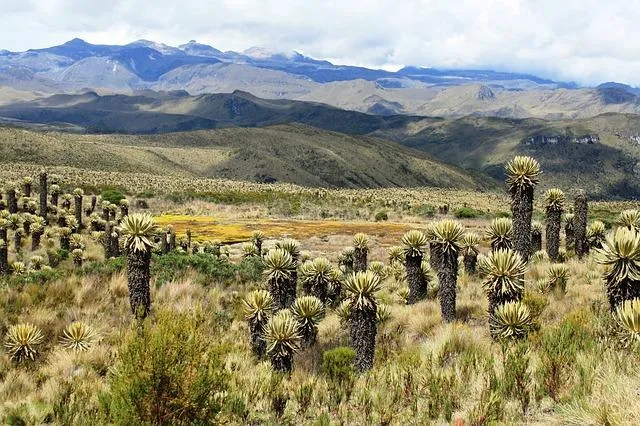 paramo_caracteristicas_flora_y_fauna_2546_orig.jpg