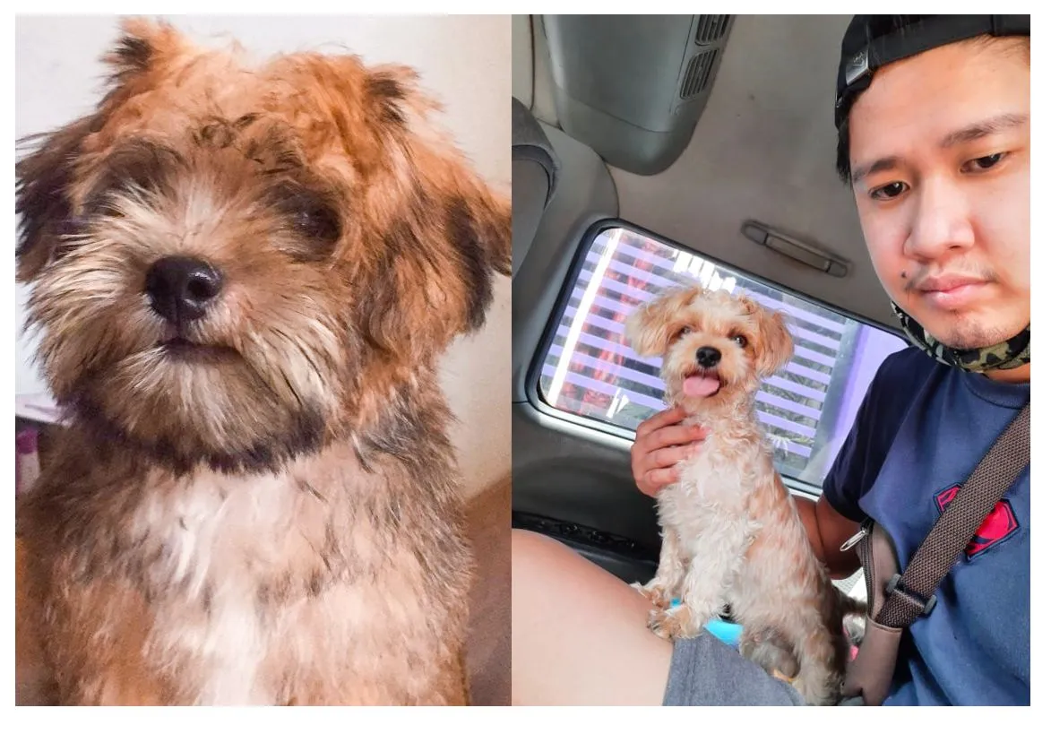 DOG.jpg