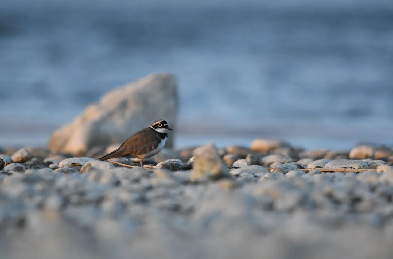 DSC_9654.JPG