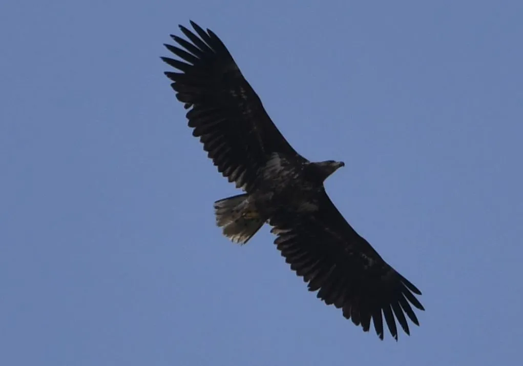 juvenile_sea_eagle_upper_austria2.JPG