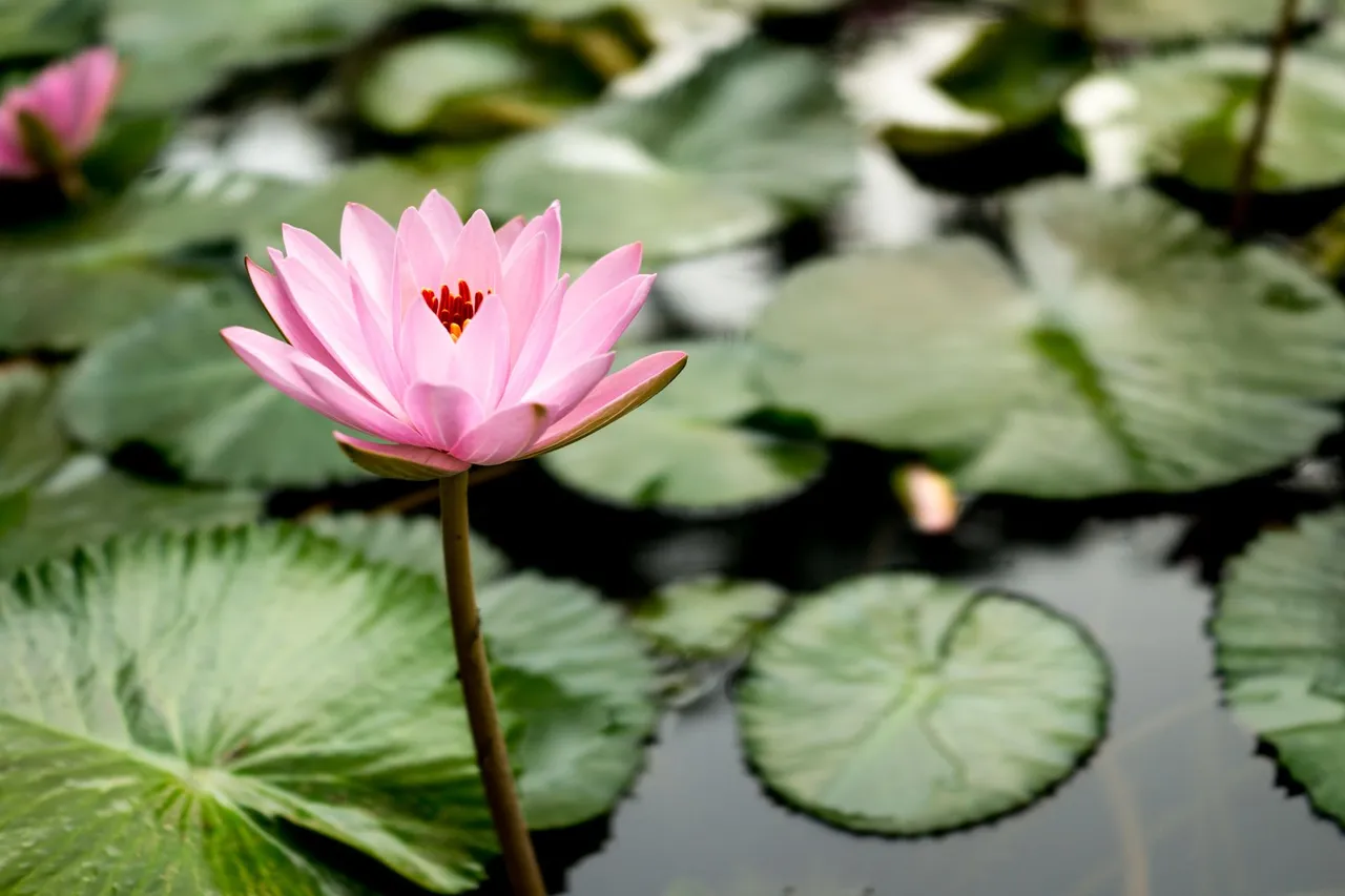 Lotus-ft-1.jpg