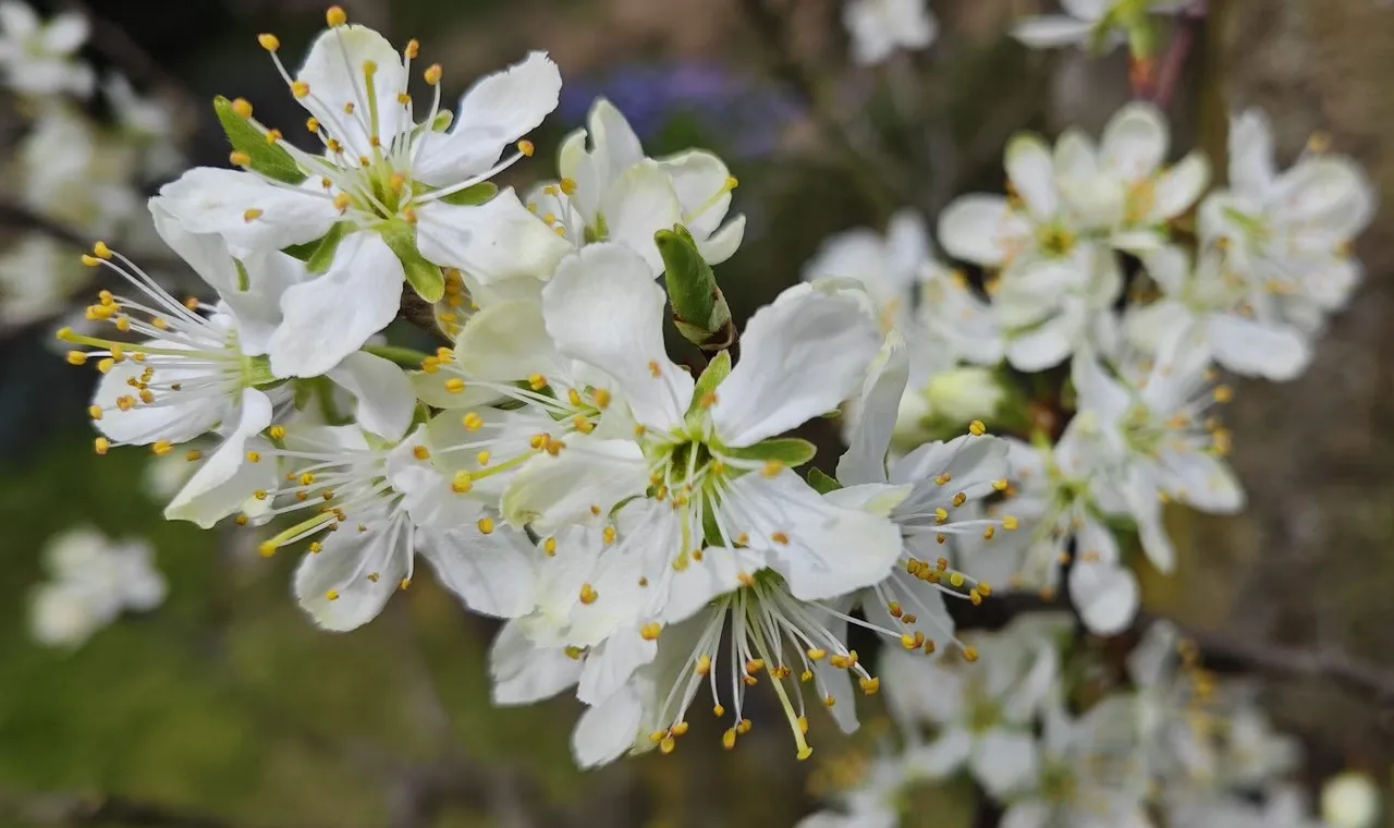 zwetschgenblüten.jpg