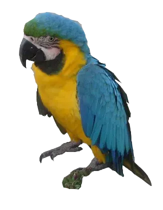 guacamaya.png