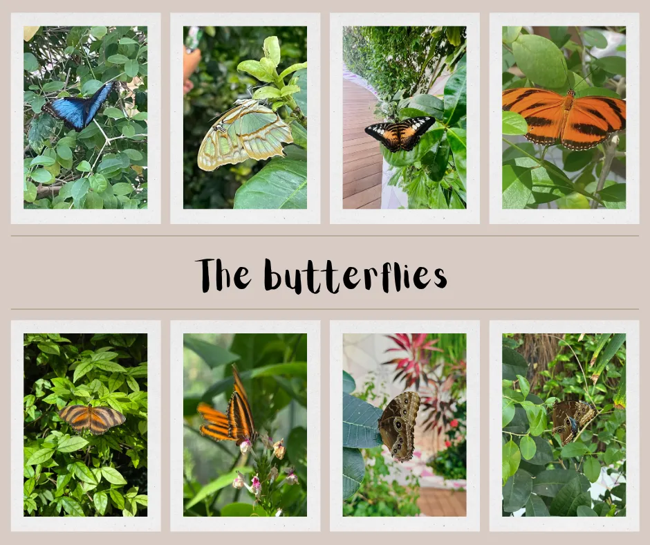 butterflies.png