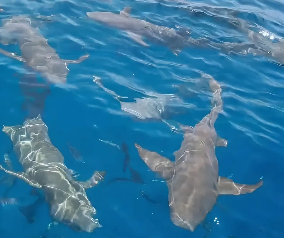 shark.png