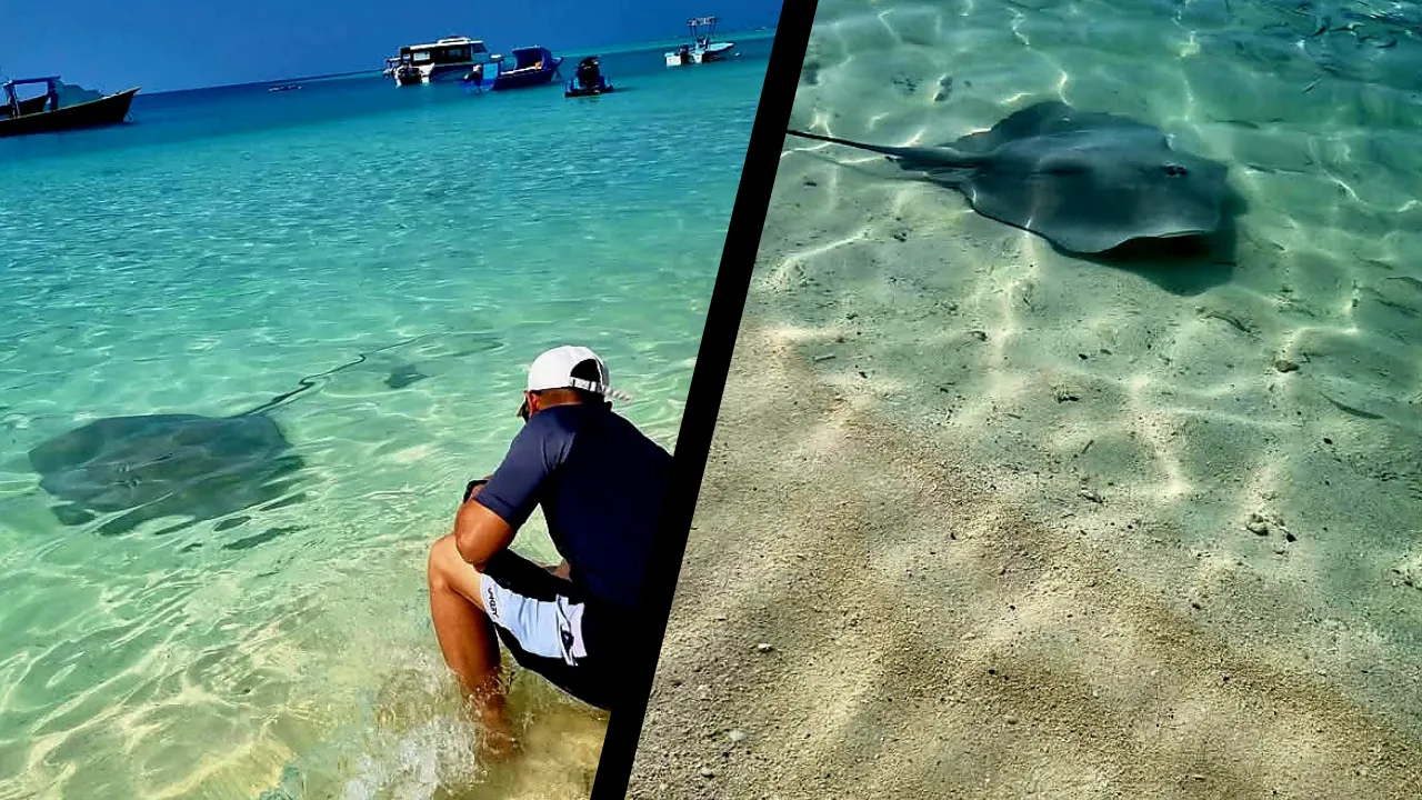 stingray.png