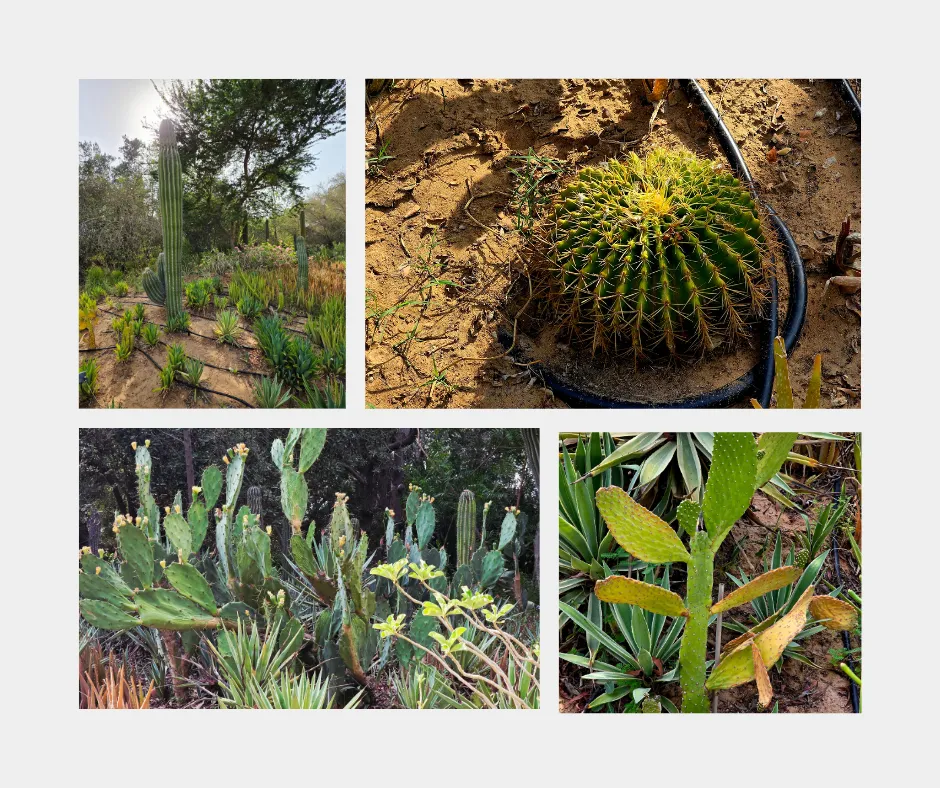 cactus.png