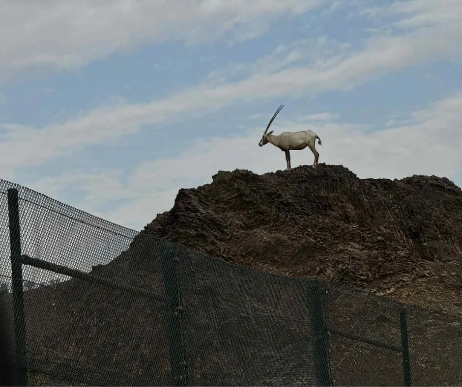 goat.png