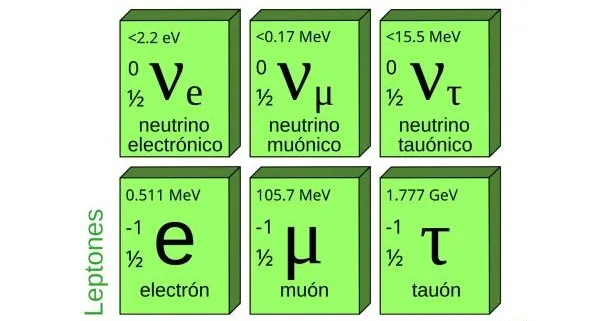 lepton_que_es_tipos_y_funcion_1025_600.jpg