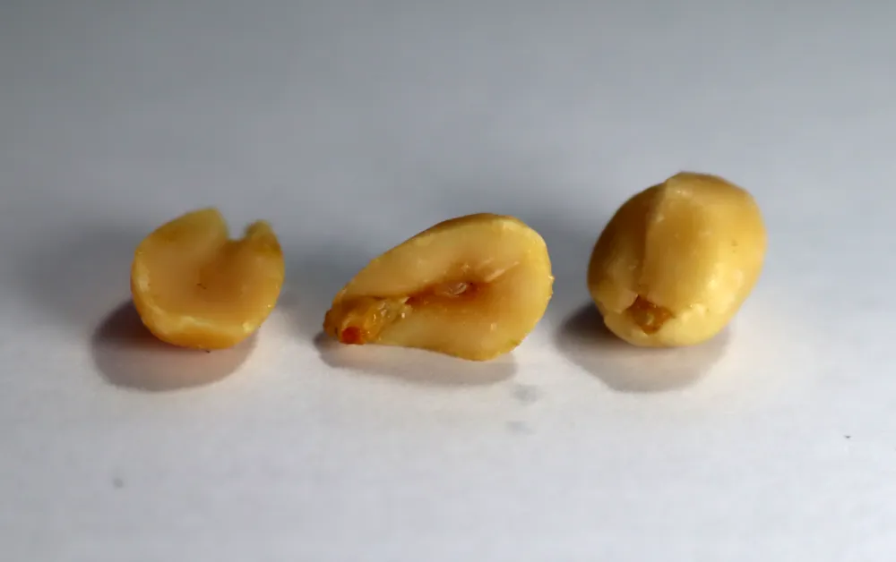 kacang2
