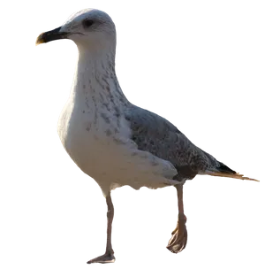 6.png