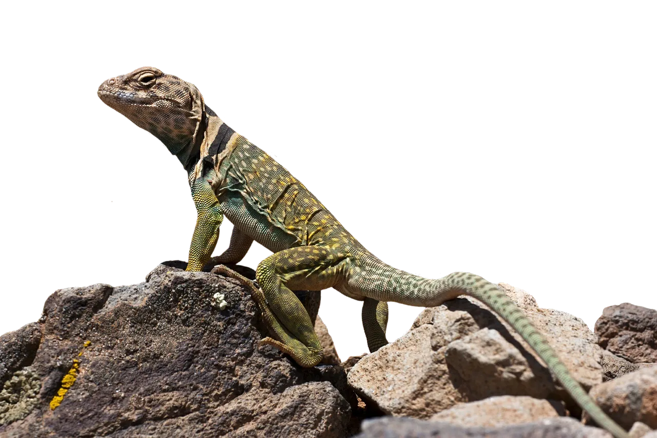 collared-lizard-2789812_1280.png