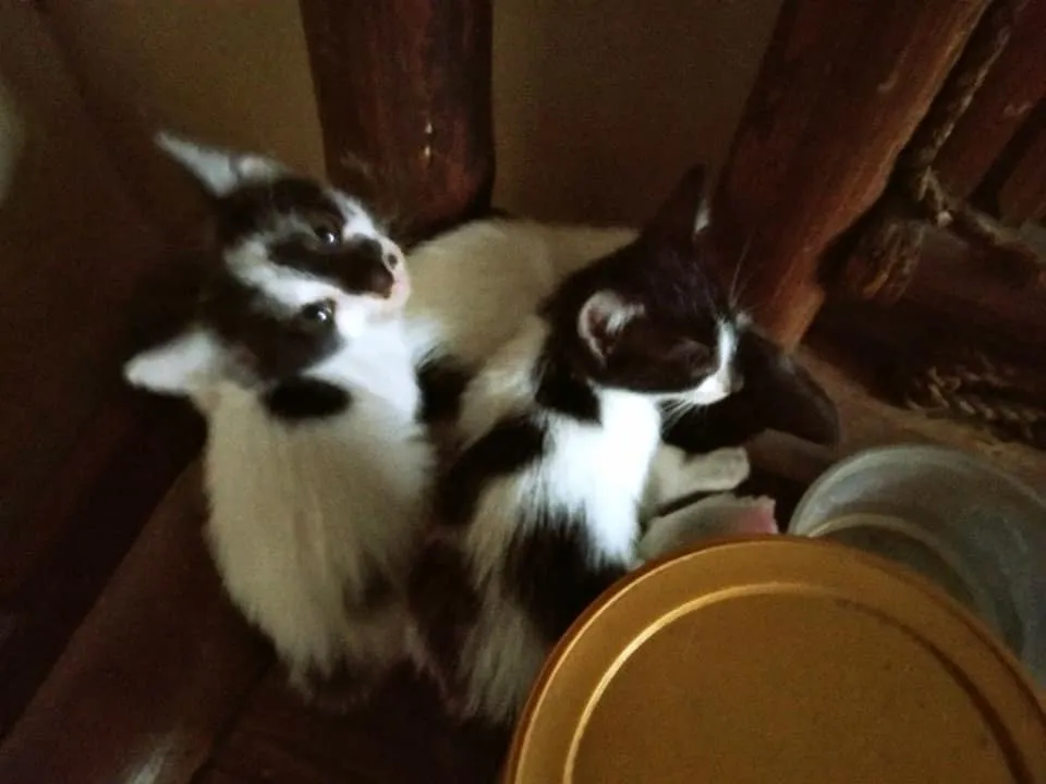 playful.jpg