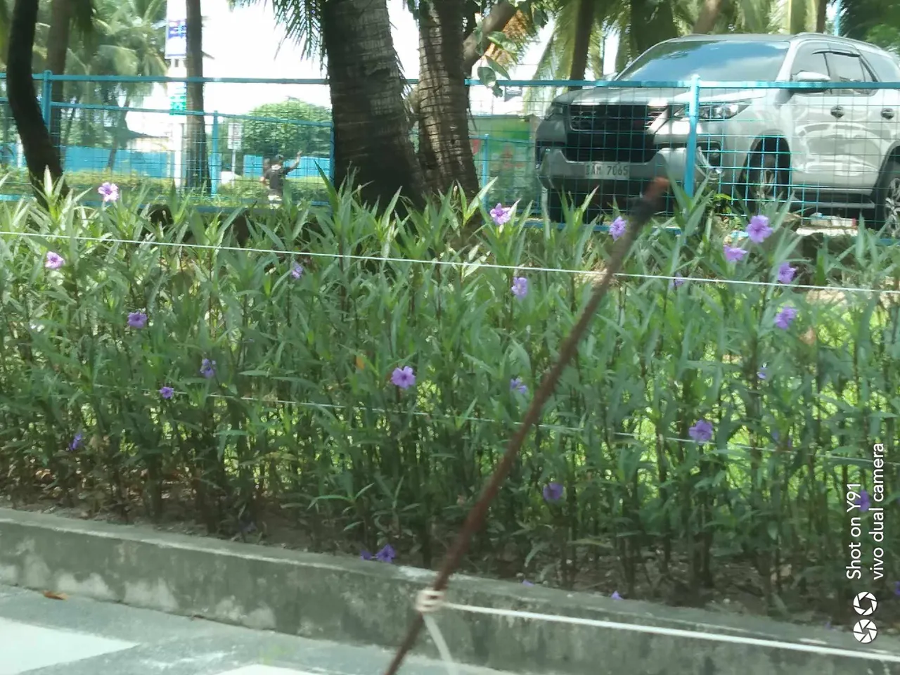 purpleflowers.jpg