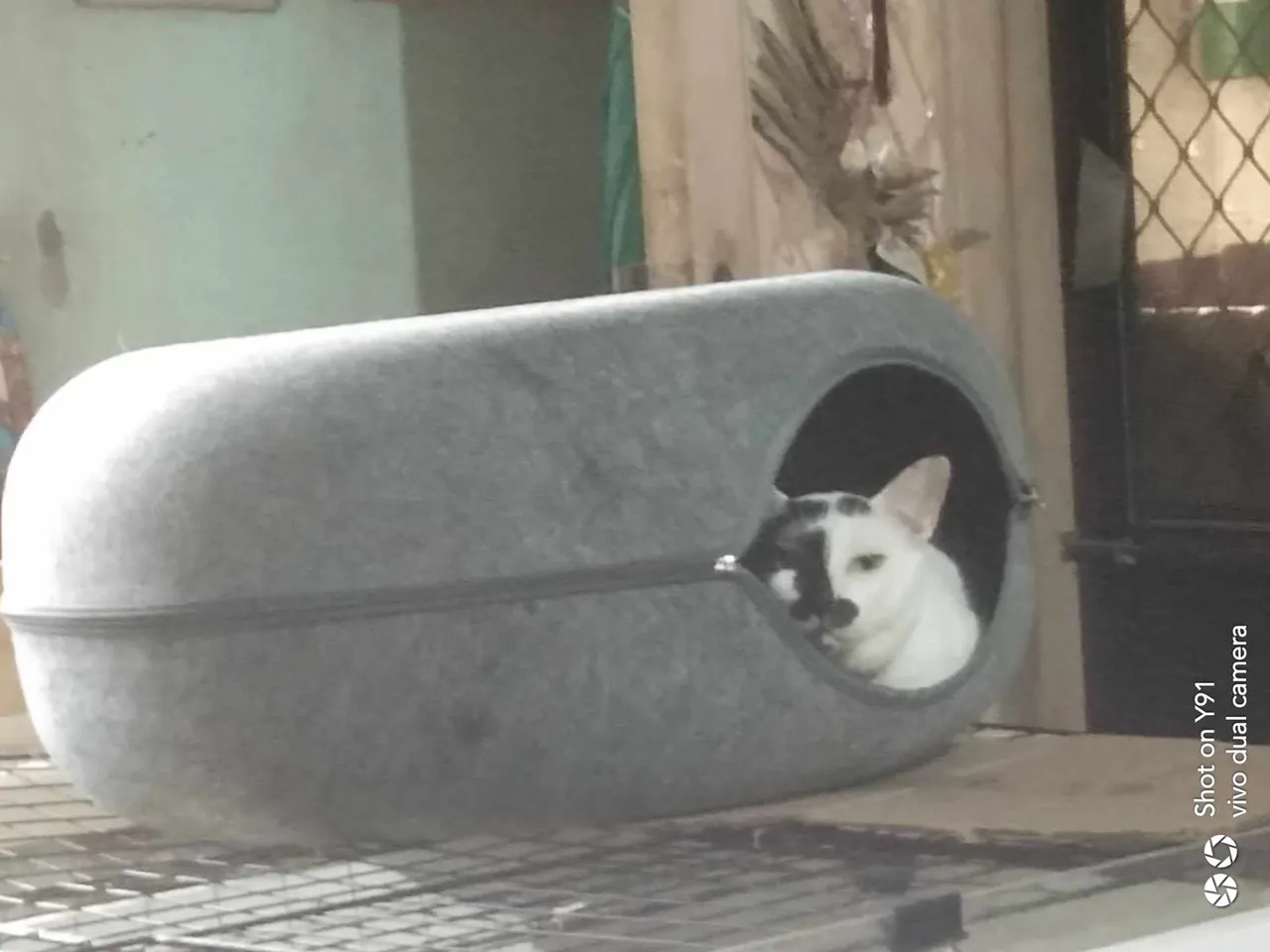 Bon donut.jpg