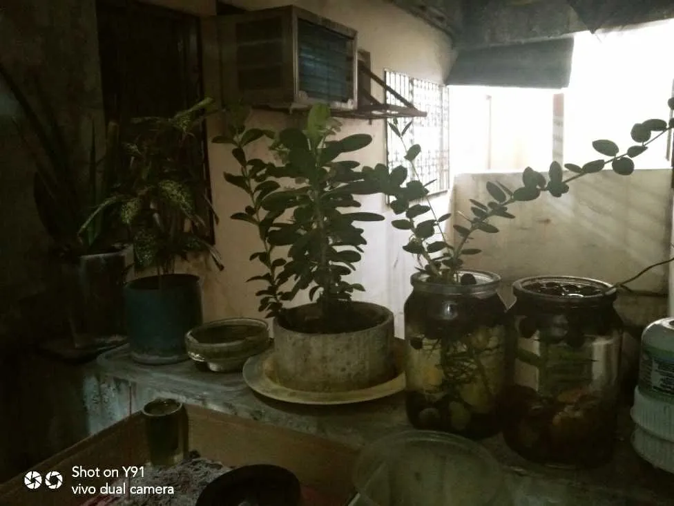 backareagarden.jpg