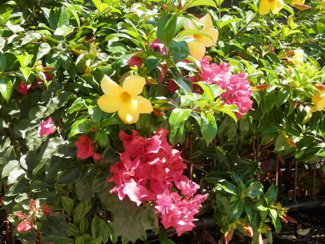 flowersatsagada.jpg